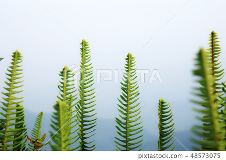 Fern with a fog background. 48573075