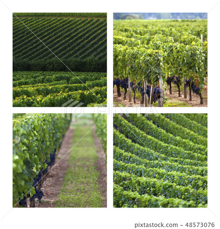 Vineyards Vineyards 48573076