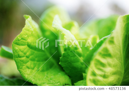 Closeup vegetable with sunrise. Closeup vegetable with sunrise. 48573136