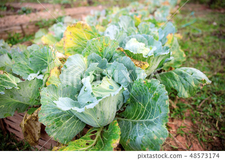 Cabbage on ground. 48573174