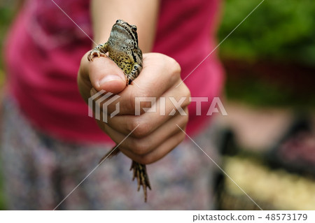 frog sits in a fist and looks proudly upwards frog sits in a fist and looks proudly upwards 48573179