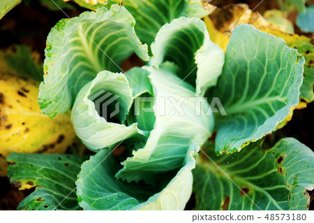Cabbage of dried leaves. Cabbage of dried leaves. 48573180