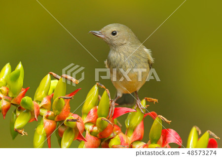 Glossy Flowerpiercer, Diglossa lafresnayii 48573274