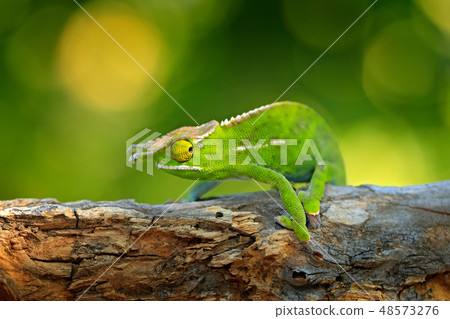 Canopy Wills chameleon, Furcifer willsiisitting Canopy Wills chameleon, Furcifer willsiisitting 48573276