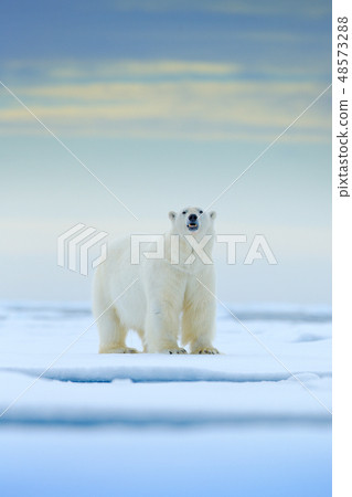 Polar bear on drift ice edge with snow and water Polar bear on drift ice edge with snow and water 48573288