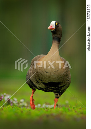 Bean goose, Anser fabalis, walking in the grass 48573303