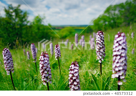 Bloom plant in the meadow habitat. Bloom plant in the meadow habitat. 48573312