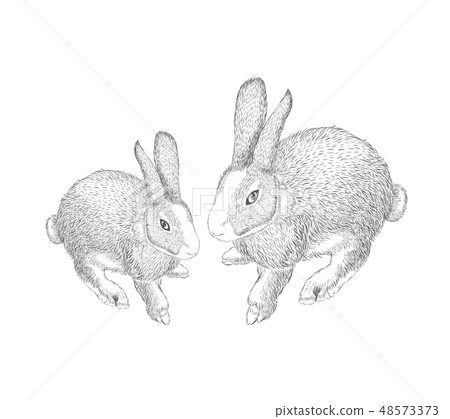 hand drawn hares, rabbit sketch. hand drawn hares, rabbit sketch. 48573373