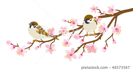 停在櫻花樹枝上的兩隻麻雀設計素材 插圖素材 圖庫