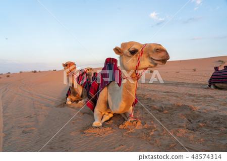 Desert and camel 48574314