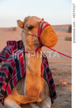 Desert and camel Desert and camel 48574327