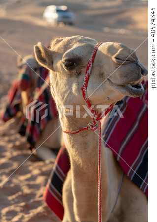 Desert and camel Desert and camel 48574345