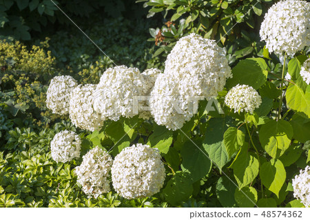 Hydrangea Annabelle in the garden 48574362