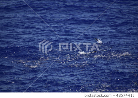 Bonito bounces 48574415