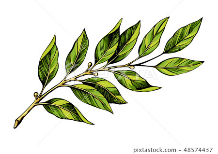 Laurel branch color sketch 48574437