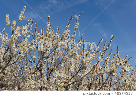 白梅花 48574533