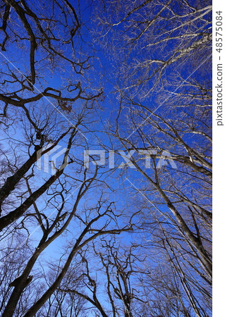 The Bossa Ridge forest zone and the blue sky 48575084