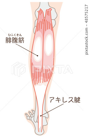 腓腸肌跟腱有名字 腓腸肌跟腱有名字 48575217