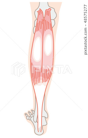 腓腸肌跟腱 腓腸肌跟腱 48575277