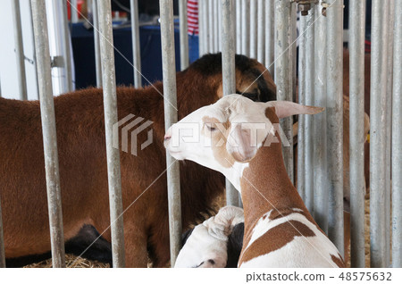 The flowers are planted in a hanging container. The flowers are planted in a hanging container. 48575632