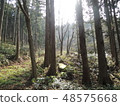 森林 48575668