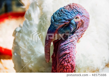 Close up of a white turkey's head Close up of a white turkey's head 48575886