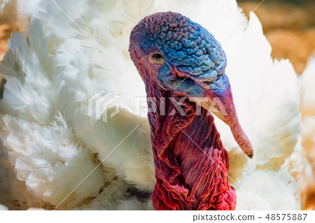 Close up of a white turkey's head Close up of a white turkey's head 48575887