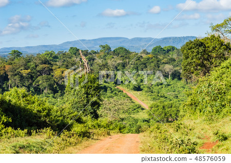 View of the forest and the mountains of Aberdare View of the forest and the mountains of Aberdare 48576059