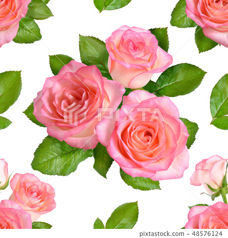 Seamless background with Pink roses. Isolated  48576124