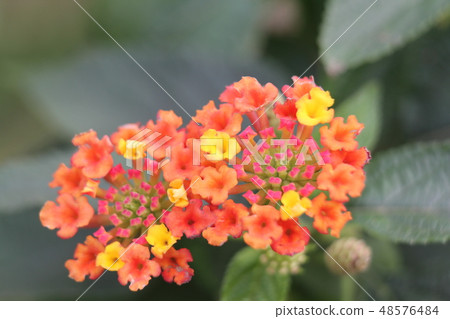 Lantana 48576484