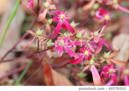 Capital letter grass 48576502