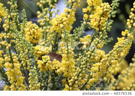 Mahonia · Charity 48576536