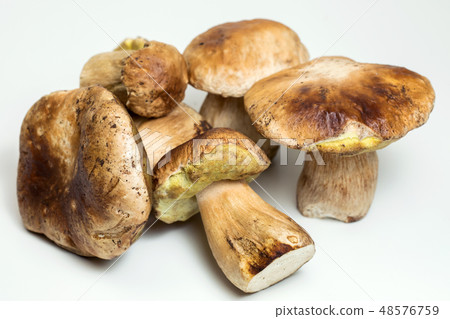 White mushroom lat. Boletus edulis isolated on white background 48576759