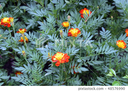 The orang and yellow flowers 48576990