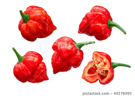 Trinidad scorpion peppers c. chinense, paths 48576995