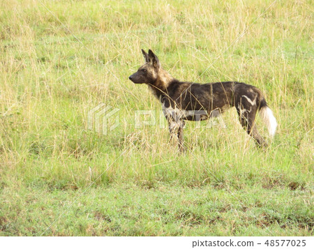 African Wild Dog (Lycaon) African Wild Dog (Rikao) African Wild Dog (Lycaon) African Wild Dog (Rikao) 48577025