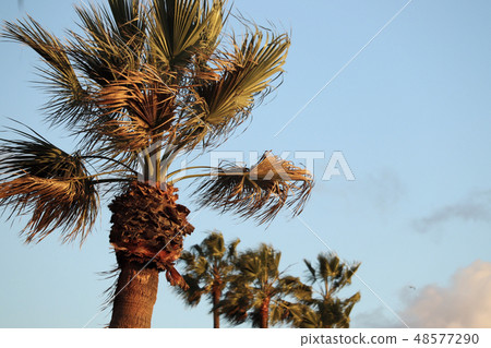 Palm tree Palm tree 48577290