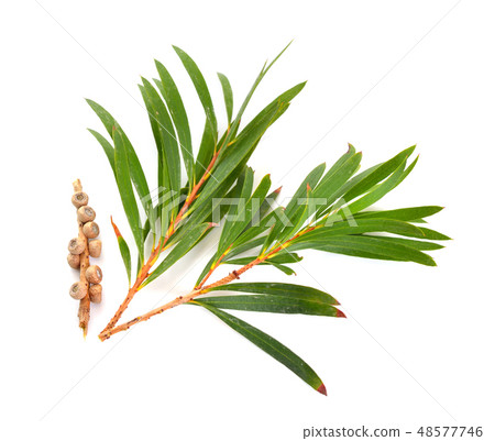 Melaleluca twigs with leaves and seeds. Melaleluca twigs with leaves and seeds. 48577746