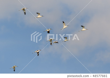 pied avocet (recurvirostra avosetta) in flight 48577881