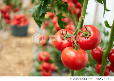 Homegrown tomato vegetables in greenhouse. Homegrown tomato vegetables in greenhouse. 48578459