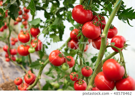 Red tomatoes on branch at organic farm. Red tomatoes on branch at organic farm. 48578462