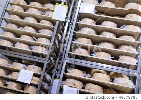 Shelves with yellow heads cheese closeup. cheese room 48579783
