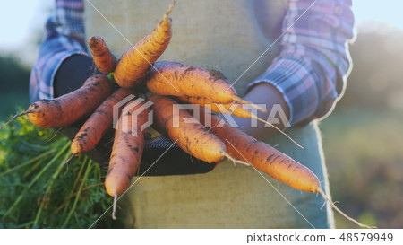 Farmer's hands with juicy carrots freshly dug in the garden 48579949