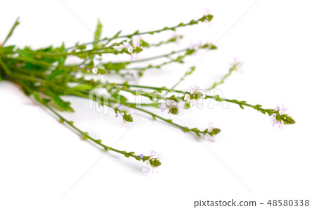 Verbena officinalis, the common vervain Verbena officinalis, the common vervain 48580338