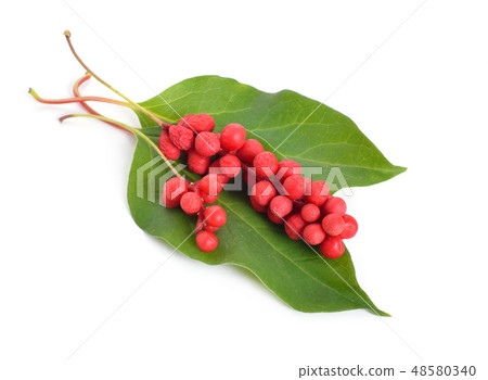 Schisandra chinensis berries Isolated on white  48580340