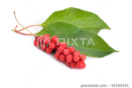 Schisandra chinensis berries Isolated on white Schisandra chinensis berries Isolated on white 48580341