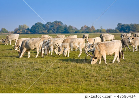 Herd of hungarian grey steppe cattle grazing on me 48580434