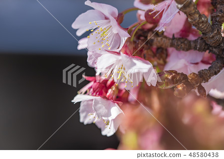 [熱海櫻] 48580438