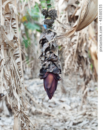 plant flower  of banan at branch.  Israel 48580535