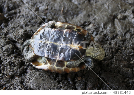 A turtle A turtle 48581443
